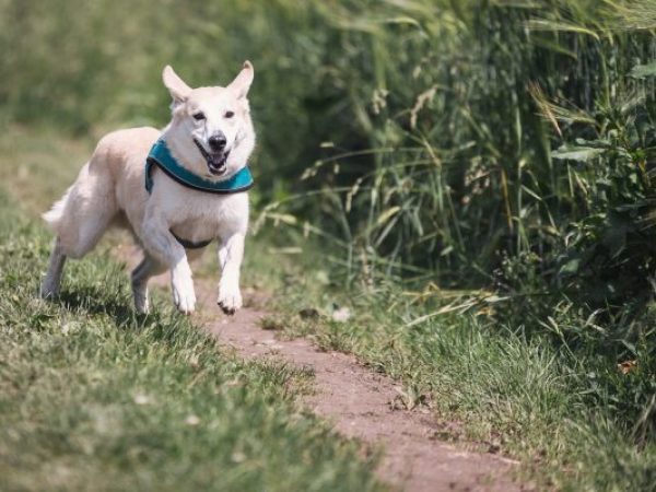 managing your dog's energy