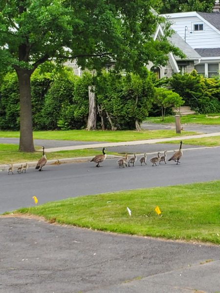 geese crossing, geese, cornwall