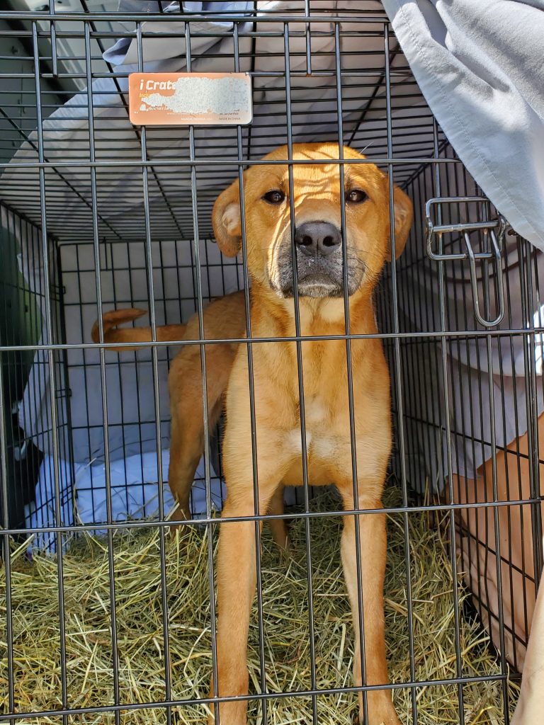 20 U.S. dogs get a new leash on life through Ontario SPCA 20 U.S. dogs get a new leash on life through Ontario SPCA