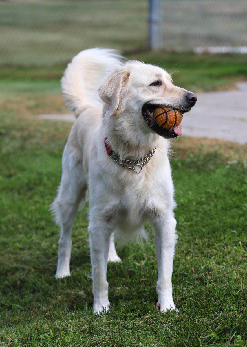 The way to deal with a excessive power canine The way to deal with a excessive power canine