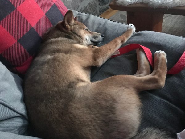 bandit, dog rehabilitation centre