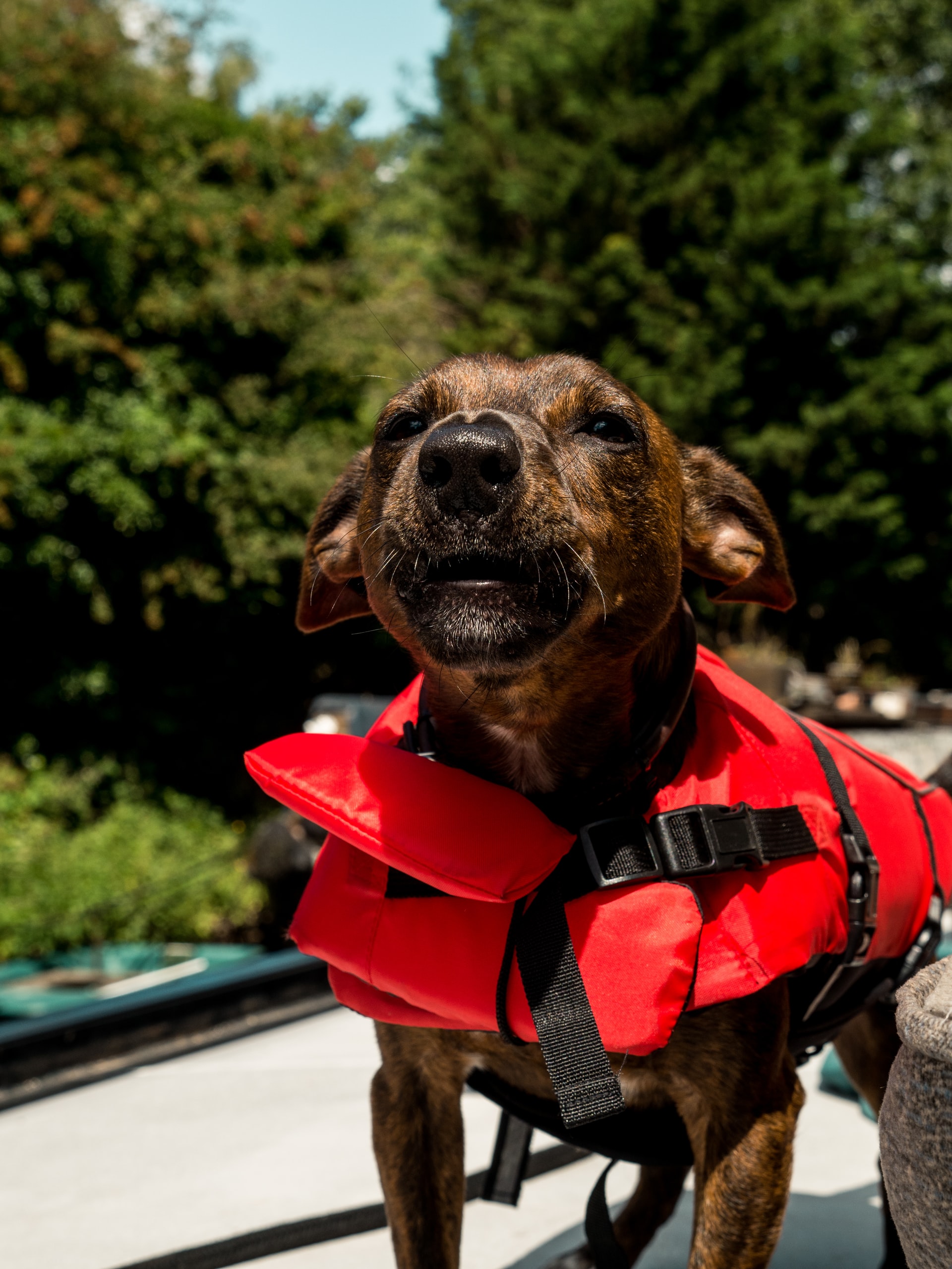 what does a red vest on a dog mean