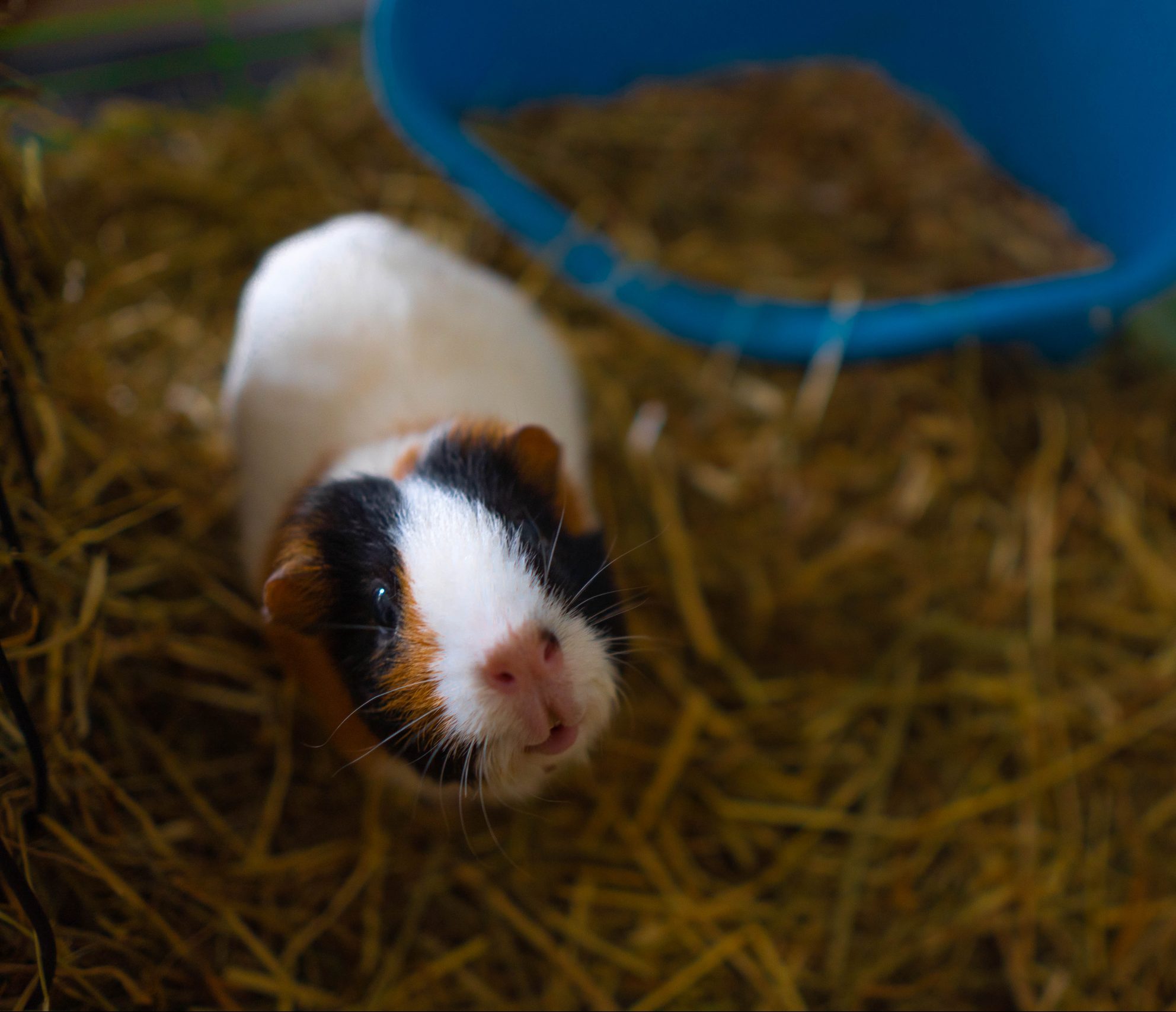 do guinea pigs like dog treats