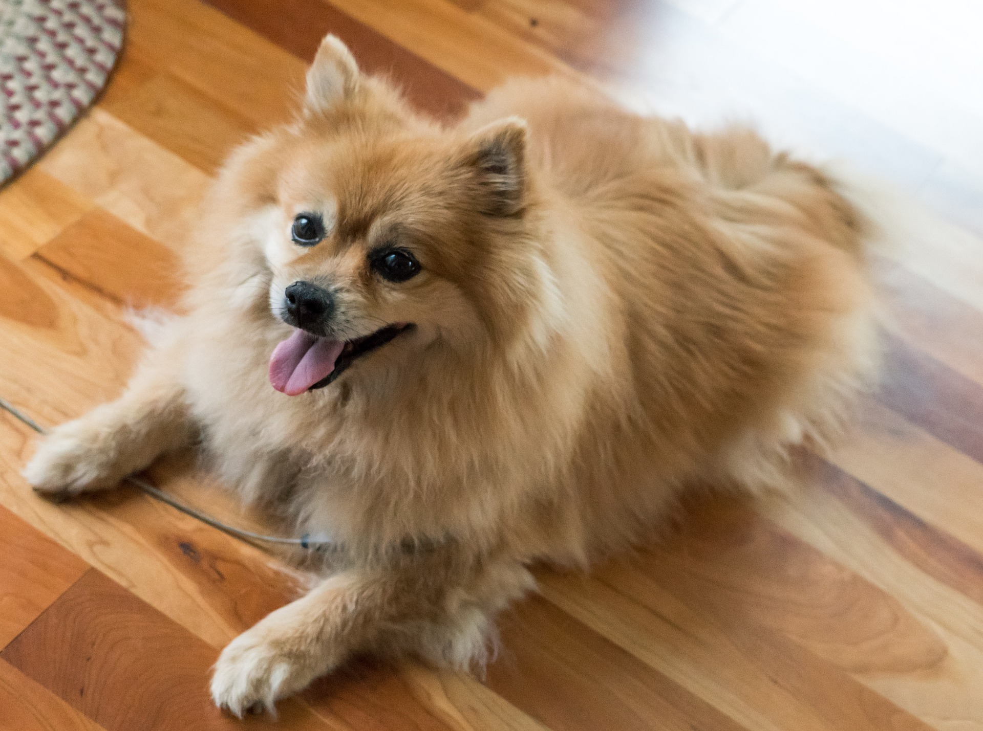 Brushing a outlet puppy