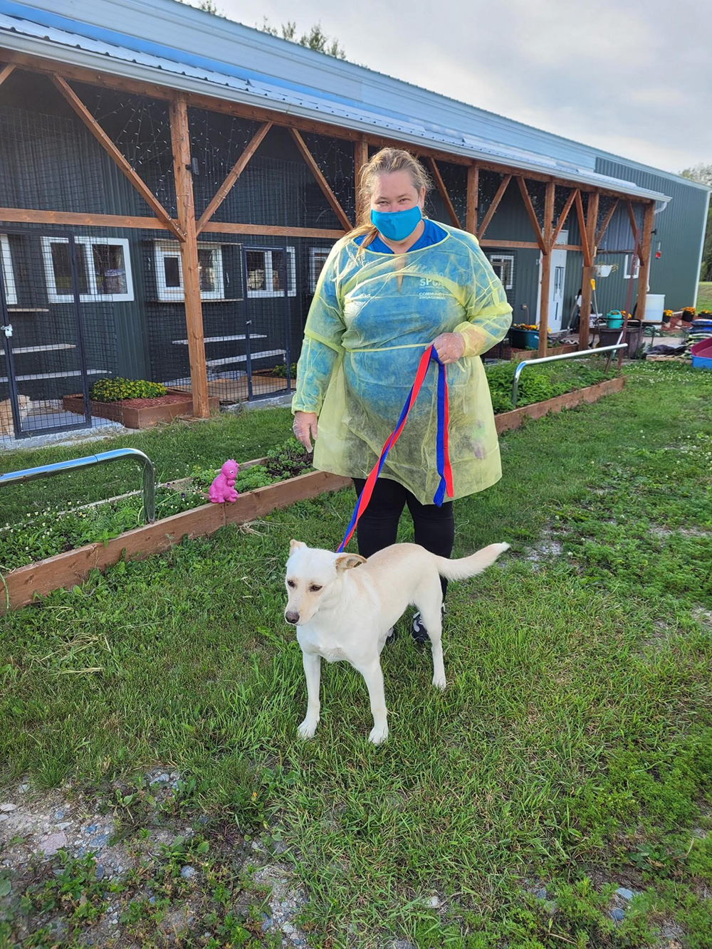 Northern dogs into the Ontario SPCA’s adoption program after