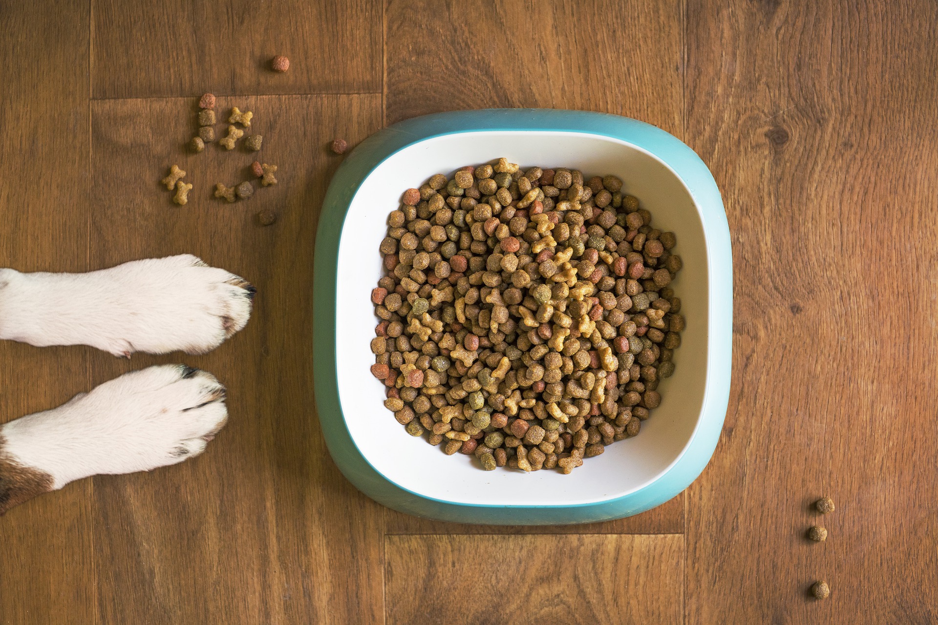 How much food should 2024 you feed a dog