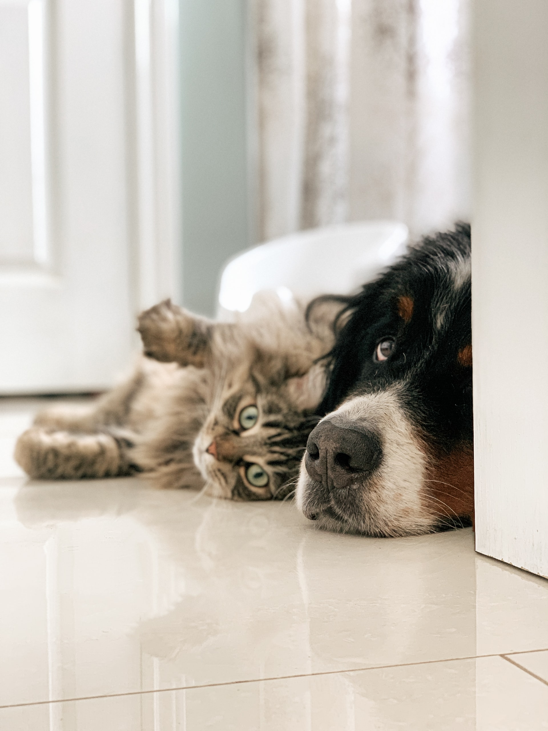 Bernese mountain dog with hot sale cats