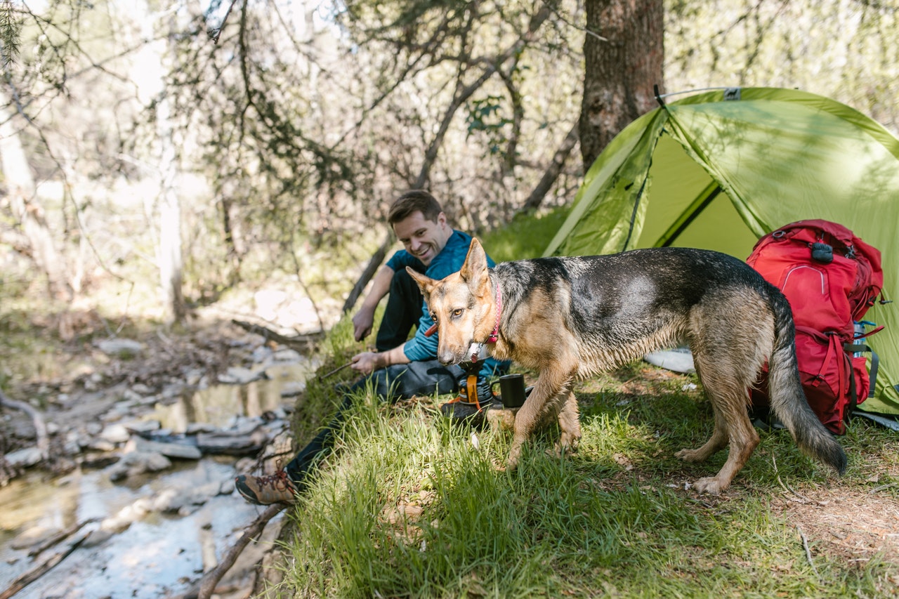 Guidelines for visiting National Parks with your dog this summer