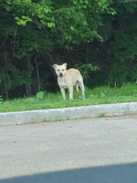 Lake, lost dog