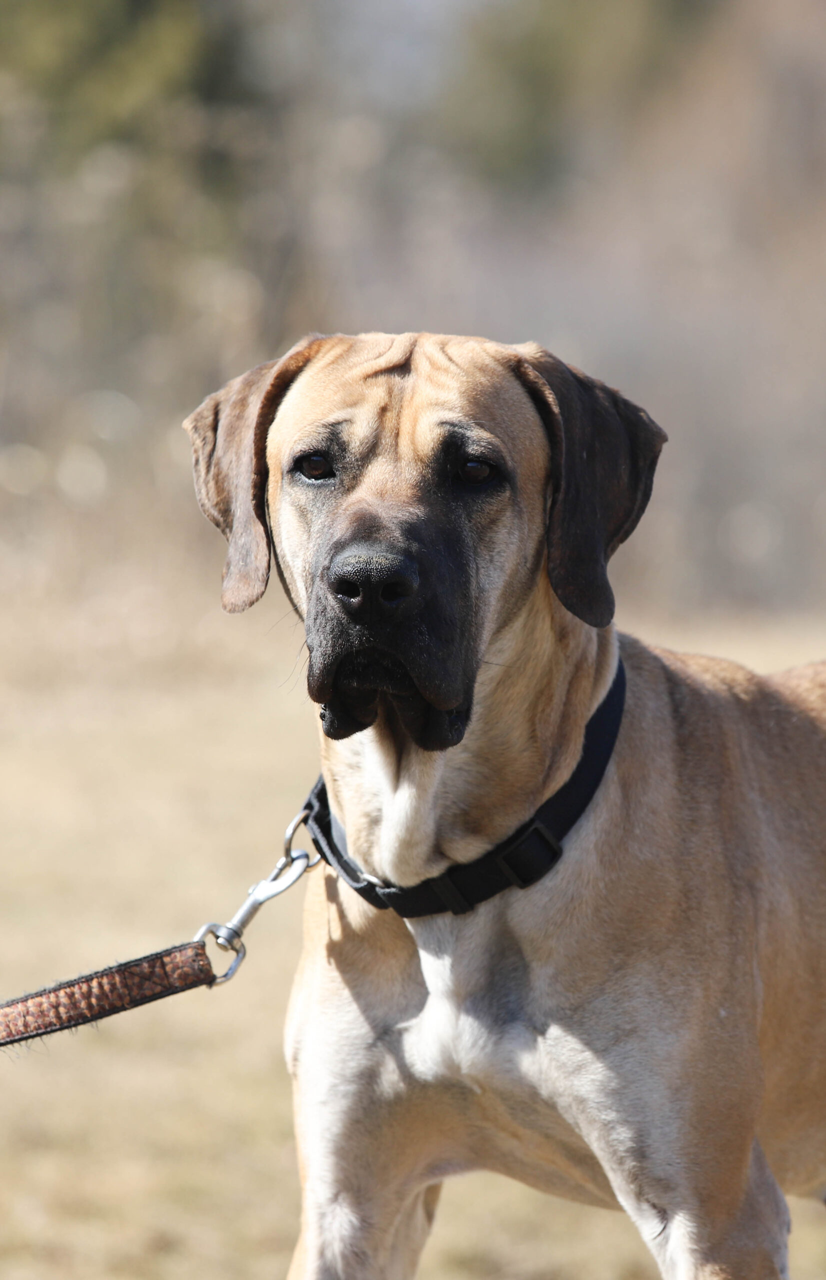 Korean dog finds second chance and forever home - Ontario SPCA and 