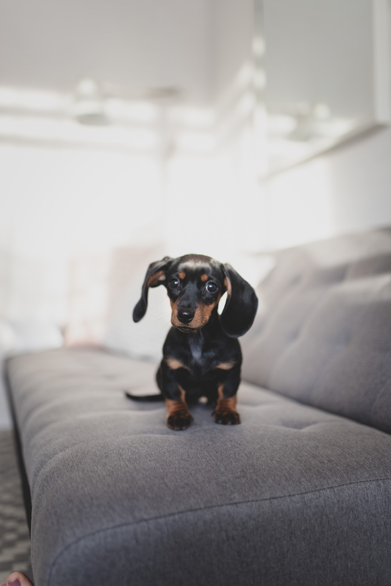 House training 2024 dachshund puppy