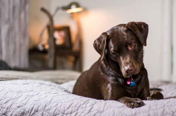 back to school, pets for kids going to college