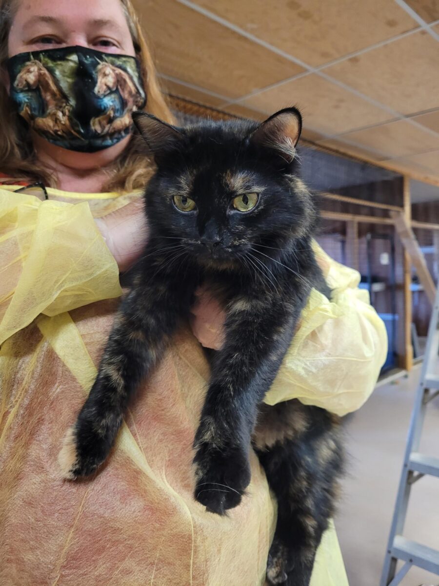 28 Northern cats and kittens arrive in Toronto in search of the purr