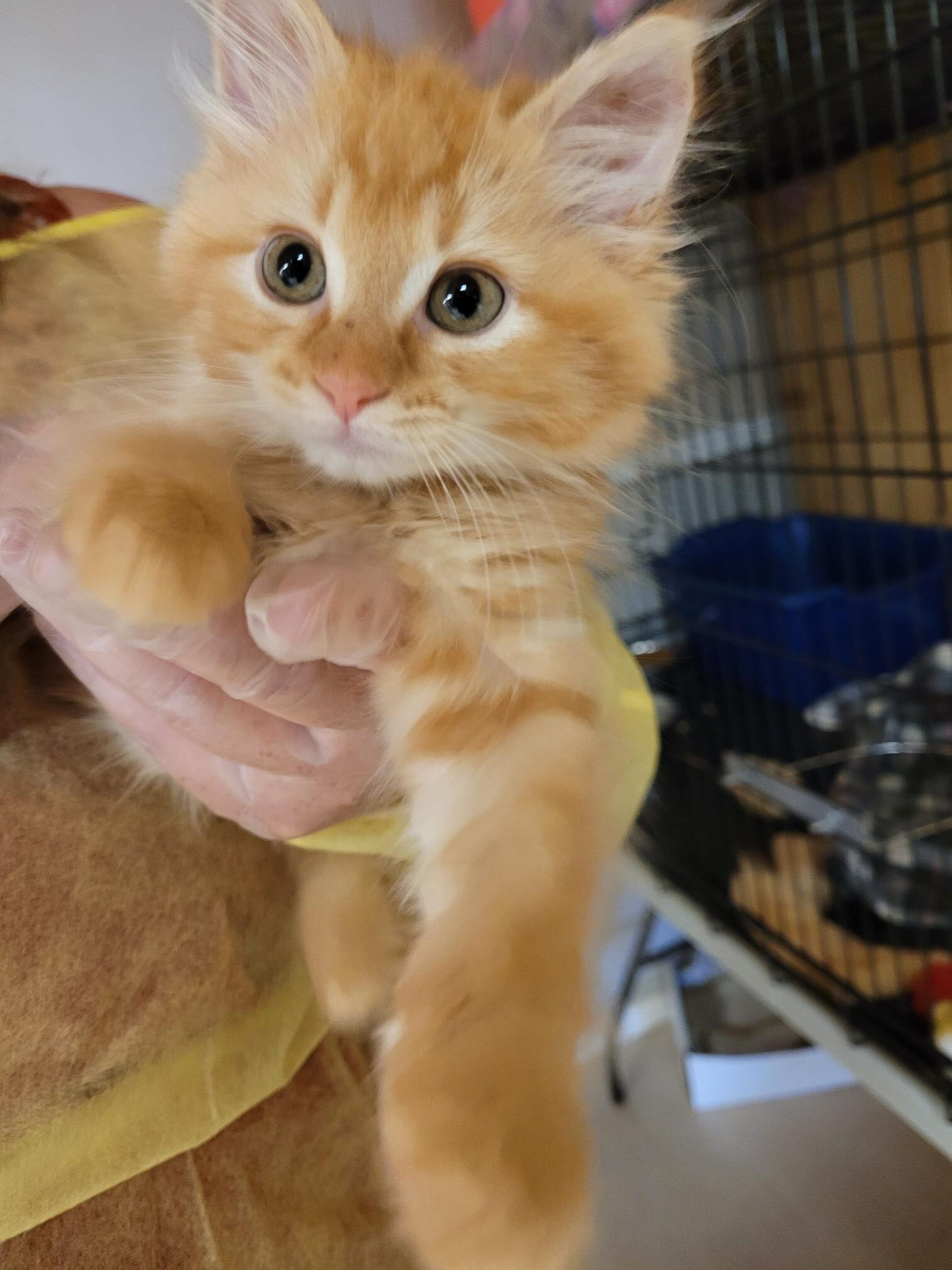 28 Northern cats and kittens arrive in Toronto in search of the purr