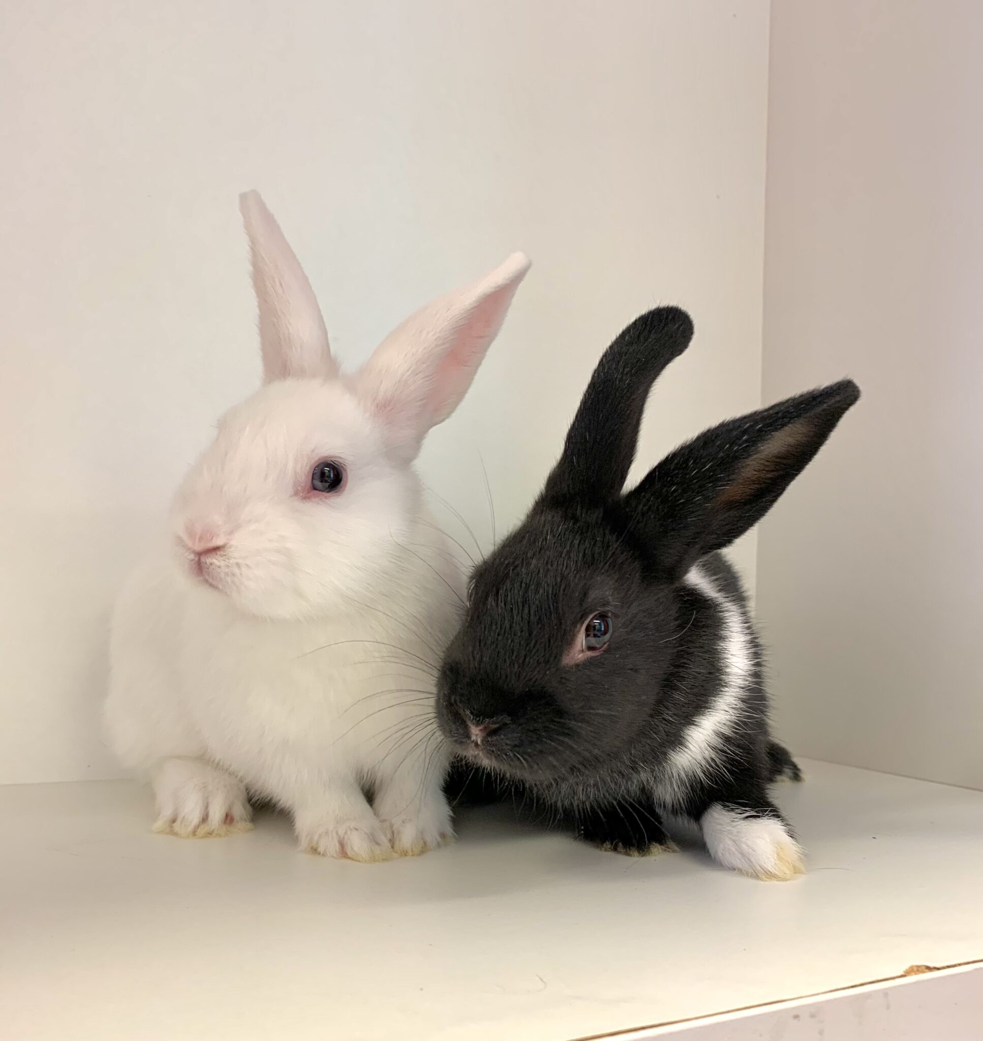 Looking for some bunny to love? The Ontario SPCA seeks homes for 50