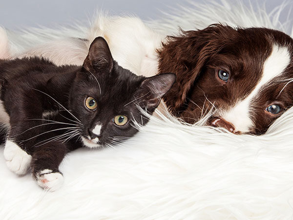 re-homed cat and dog