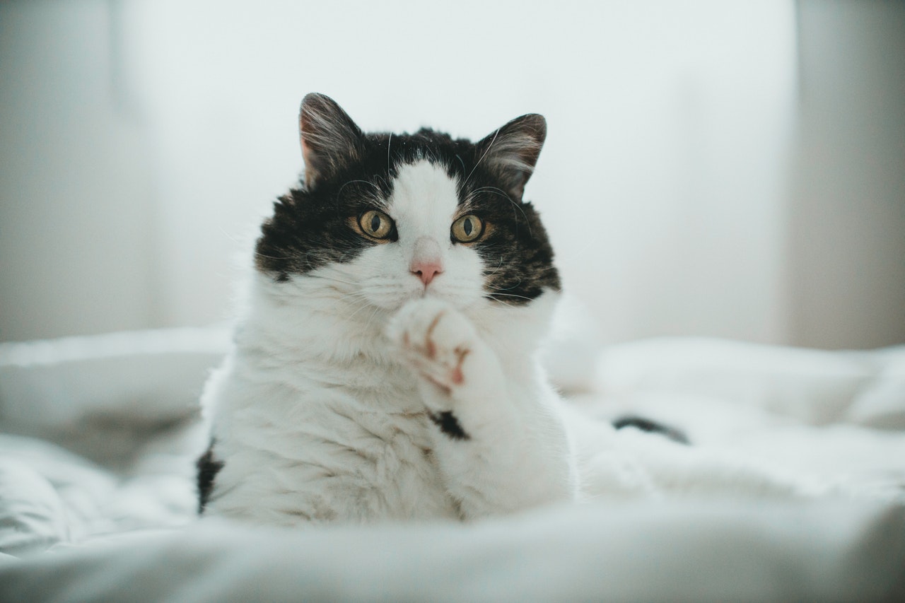 How Do Professionals Cut Cat Nails? 7 Vet-Approved Useful Tips