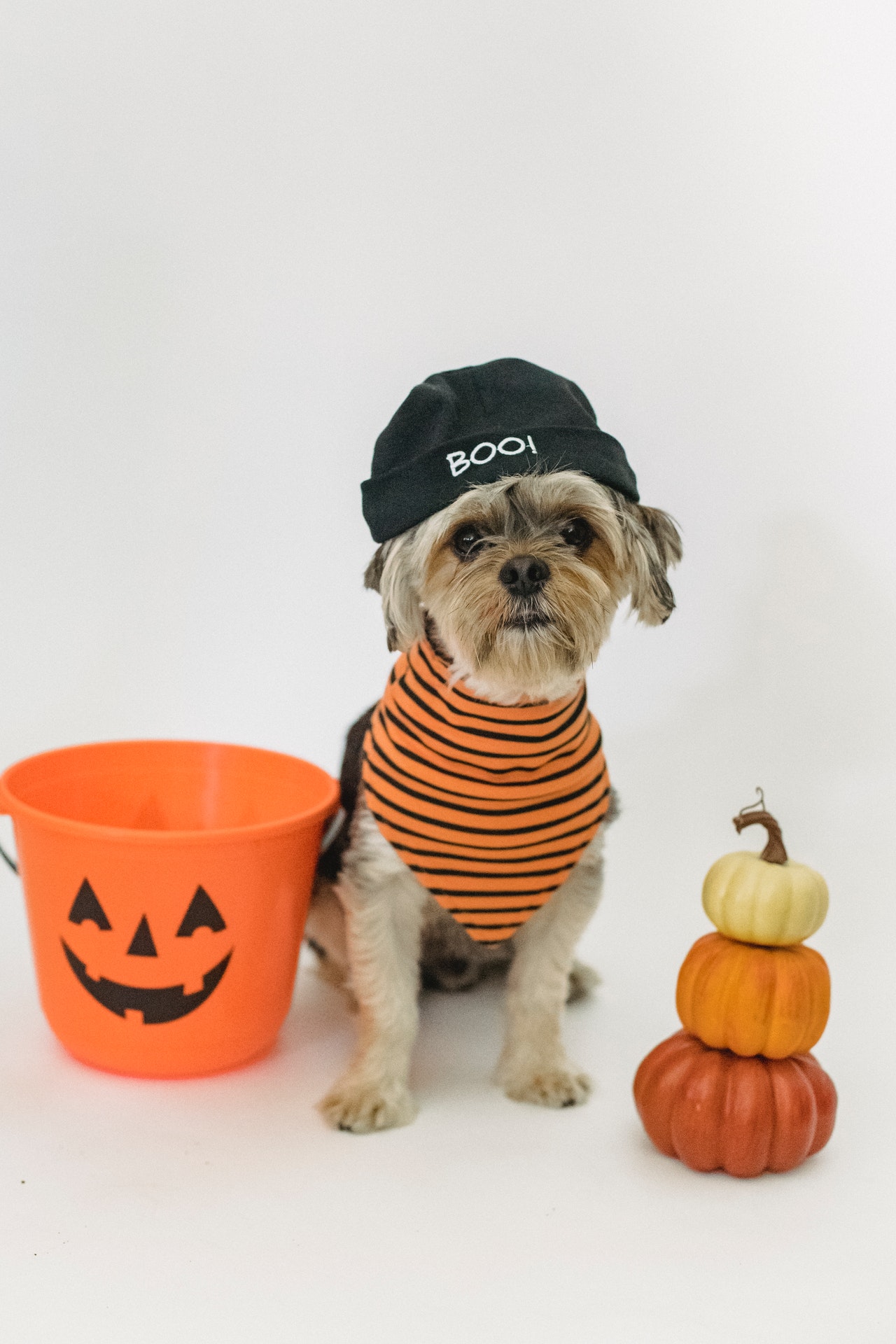 halloween-costumes-tips-for-your-pet-ontario-spca-and-humane-society