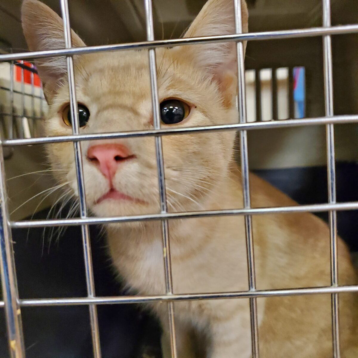 The Ontario SPCA and Humane Society mobile spay/neuter unit rolls into