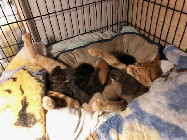 fostering pregnant cat and kittens