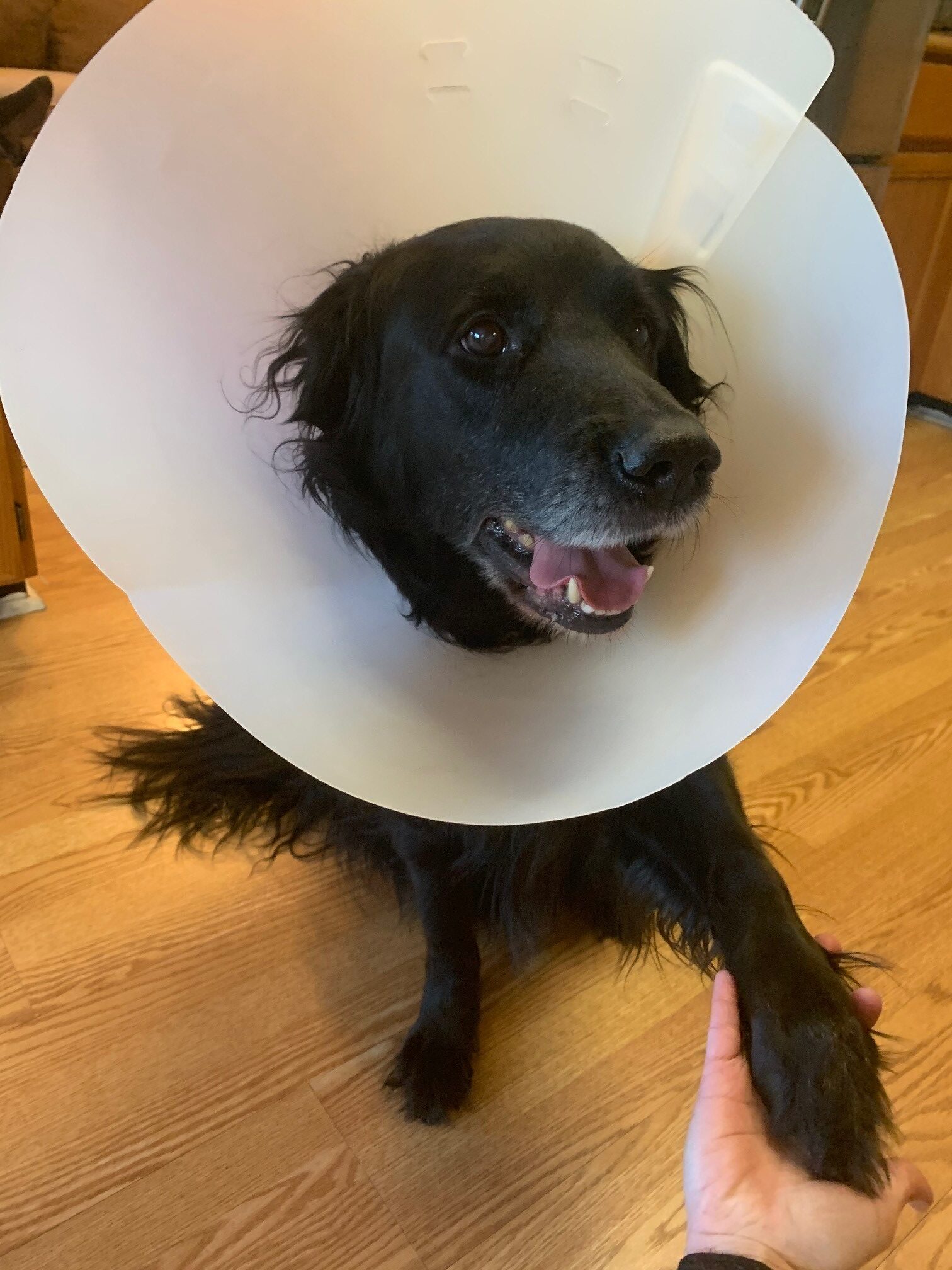 Cat wearing store cone after surgery