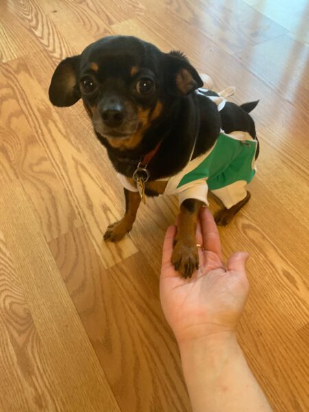 Diy post surgery 2024 shirt for dogs