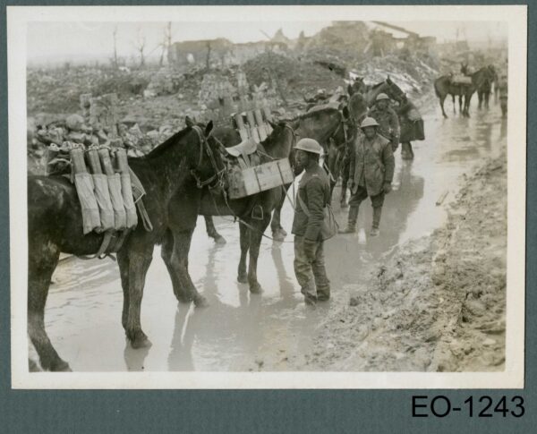 historic images, animals in war, remembrance day