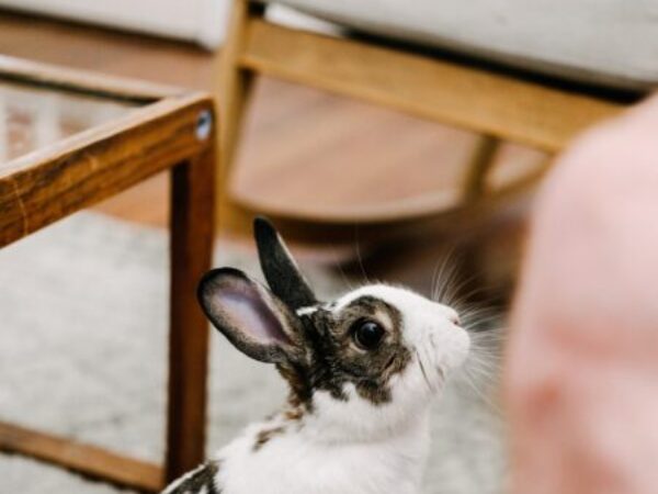 rabbits make great companions, rabbits, ontario spca