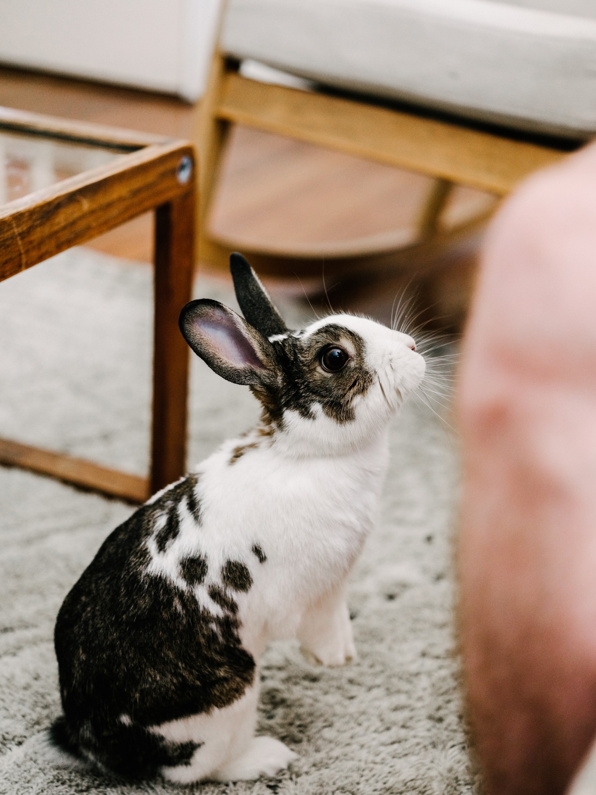 are bunnies good with dogs