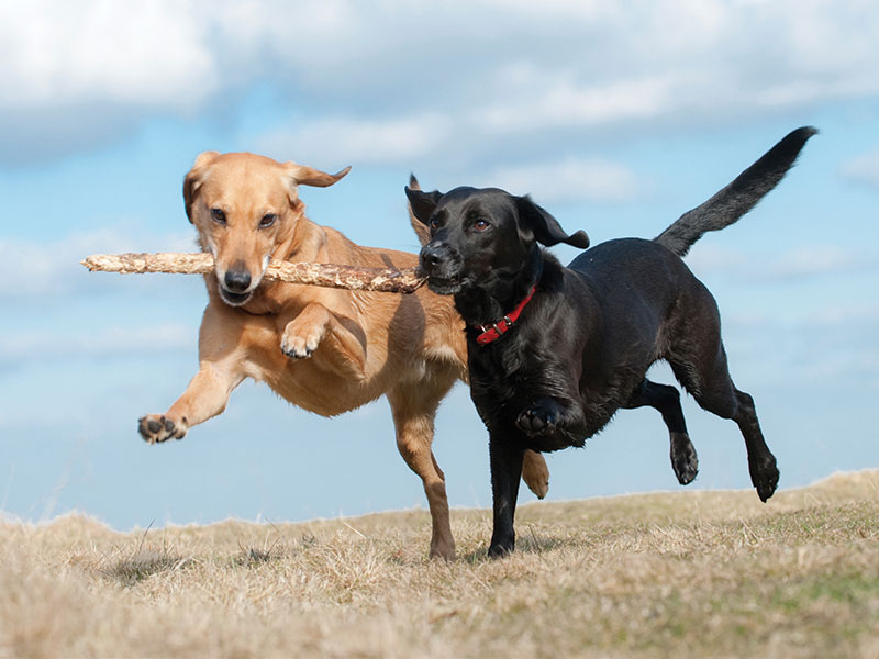 two dogs running with stick