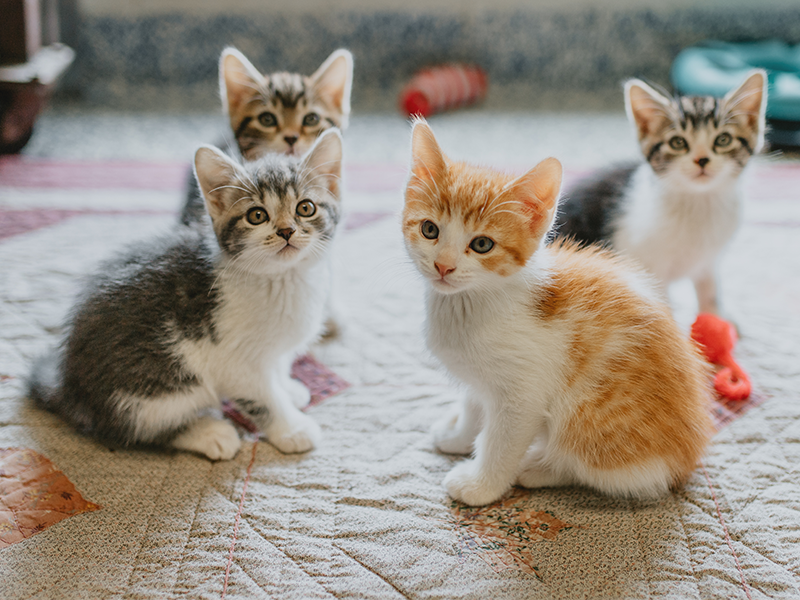 4 cute kittens looking at camera