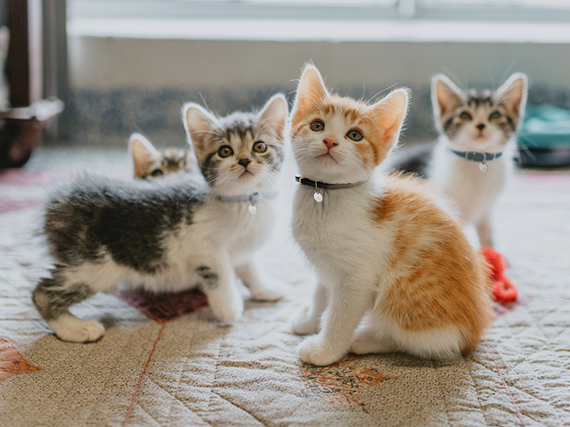 kittens with collars