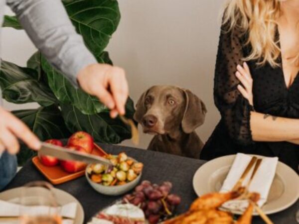 Thanksgiving dinner with dog