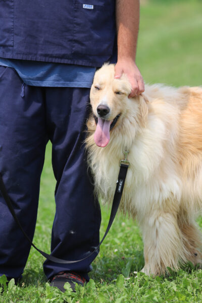 Nicole, Nikki, dog rehabilitation centre, dog rehab