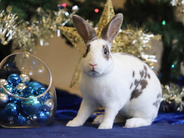 iAdopt for the Holidays, Christmas, bunny, iAdopt