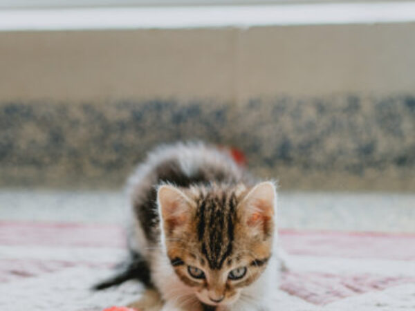 kitten playing