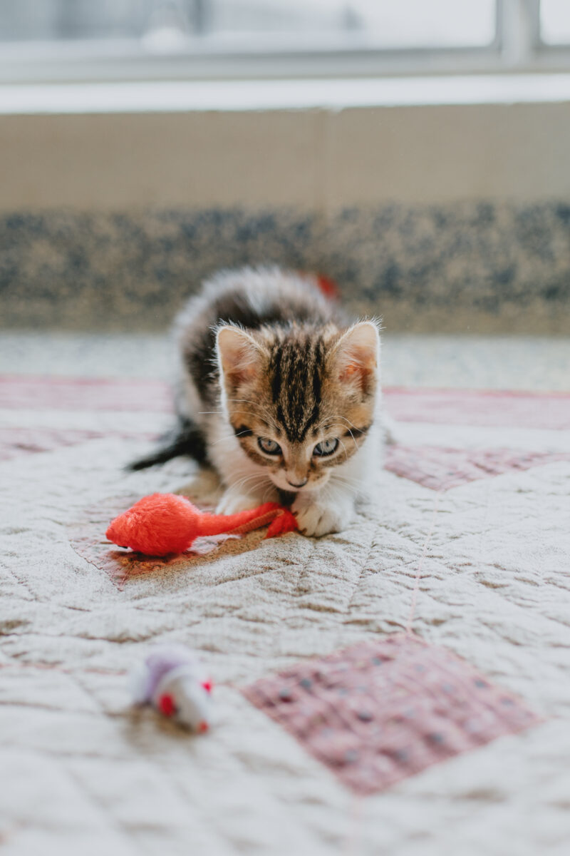 6 styles of play for your cat Ontario SPCA and Humane Society