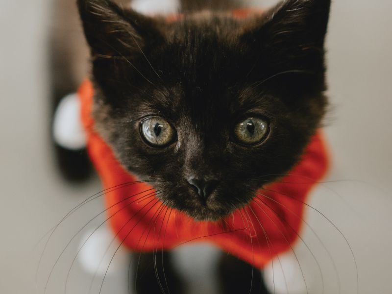 cute black kitten with christmas sweater