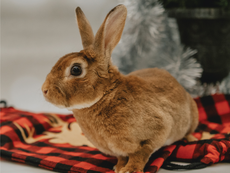 brown bunny on blanket