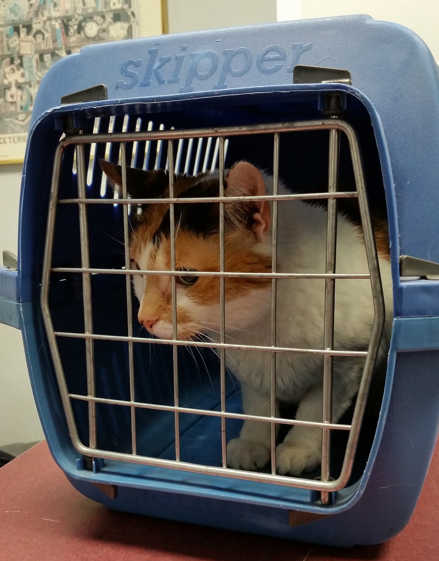 Ten tips for taking your cat to the vet Ontario SPCA and Humane