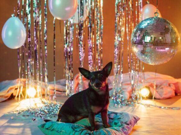 new year's eve pet safety