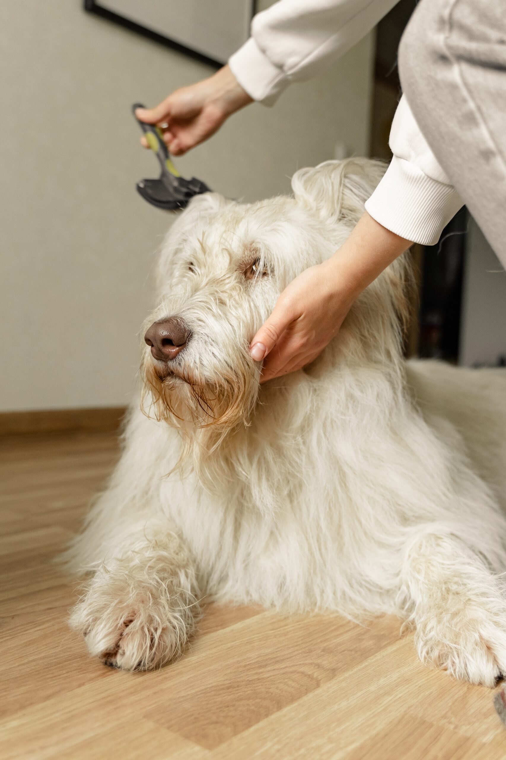 Winter grooming tips for your dog - Ontario SPCA and Humane Society