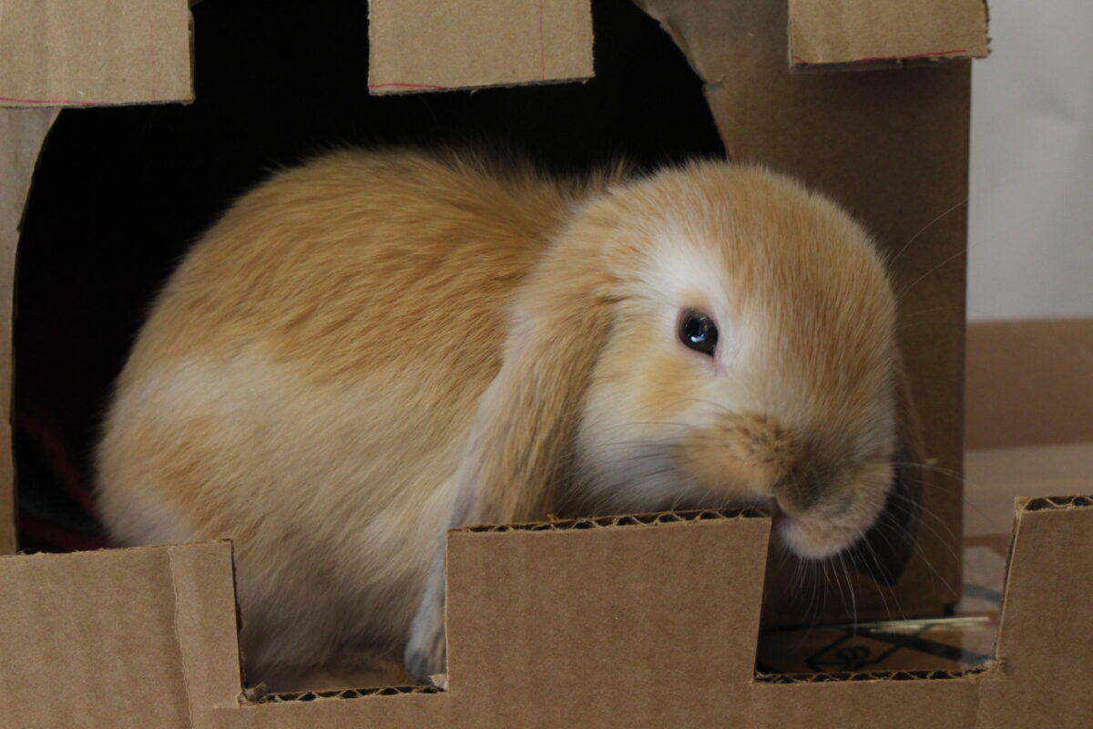 9 Things to Know Before Adopting a Bunny Ontario SPCA and Humane Society