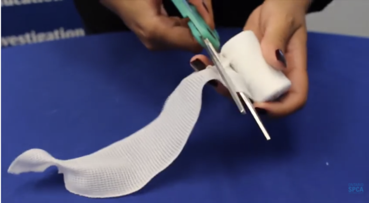 How to brush your dog’s teeth Ontario SPCA and Humane Society