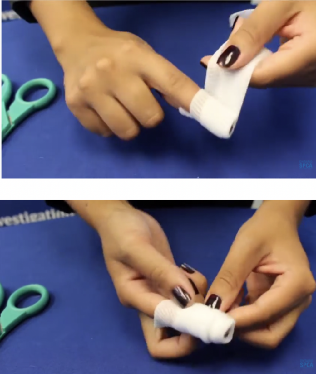 How to brush your dog’s teeth Ontario SPCA and Humane Society