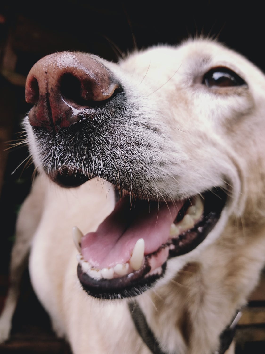 Brushing small outlet dog's teeth