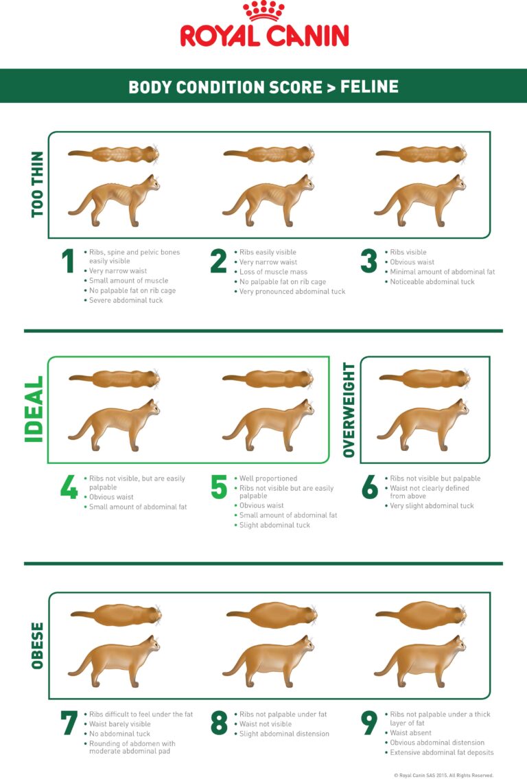 Spay Neuter Pre/Post-Ops - Ontario SPCA and Humane Society