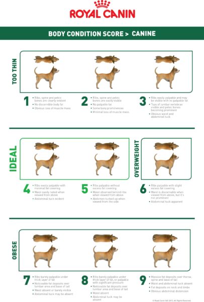 small canine health chart royal canin