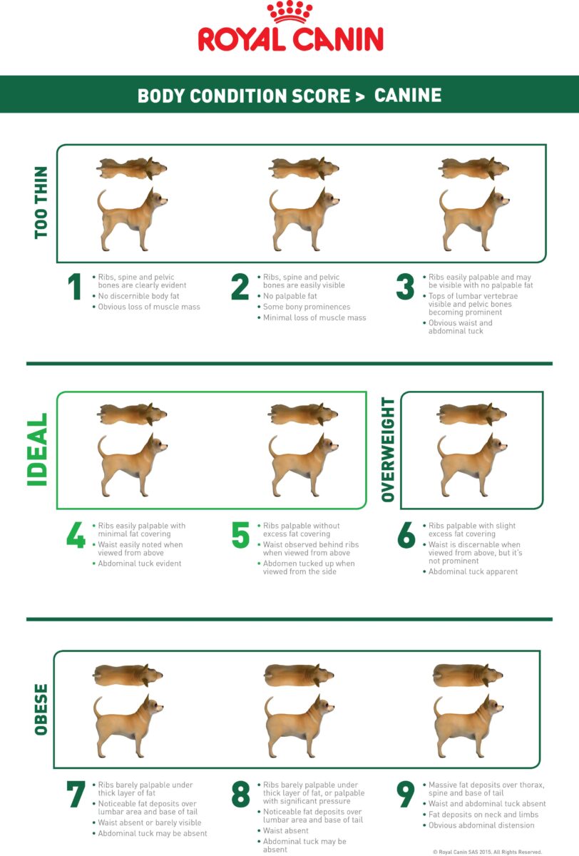 Spay Neuter Pre/Post-Ops - Ontario SPCA and Humane Society