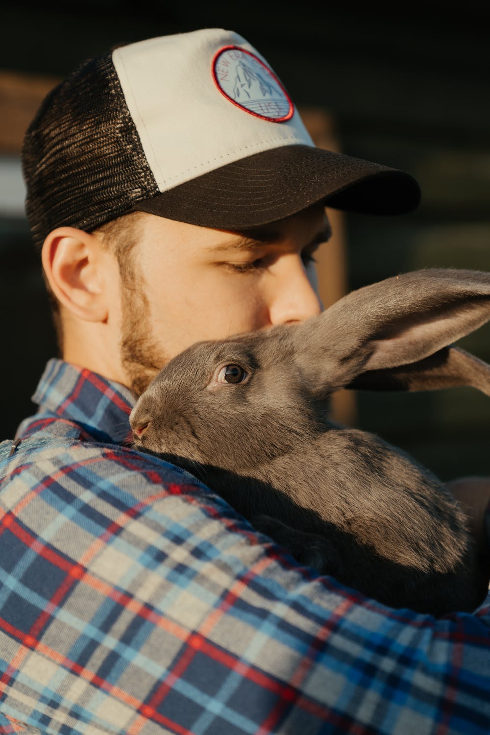 The World of Rabbit Agility: Training Your Bunny for Fun and